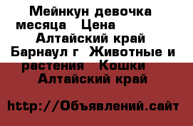 Мейнкун девочка 2месяца › Цена ­ 20 000 - Алтайский край, Барнаул г. Животные и растения » Кошки   . Алтайский край